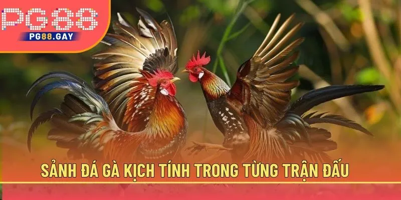 Sảnh đá gà kịch tính trong từng trận đấu